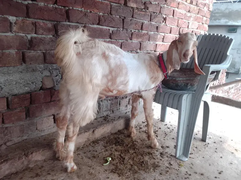 Ghar KY paly huwy dasi. — photo 2