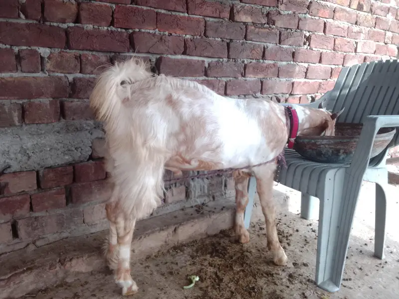 Ghar KY paly huwy dasi. — photo 3