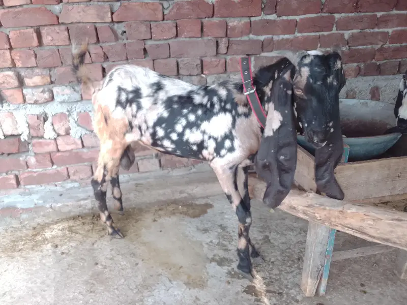Ghar KY paly huwy dasi. — photo 4