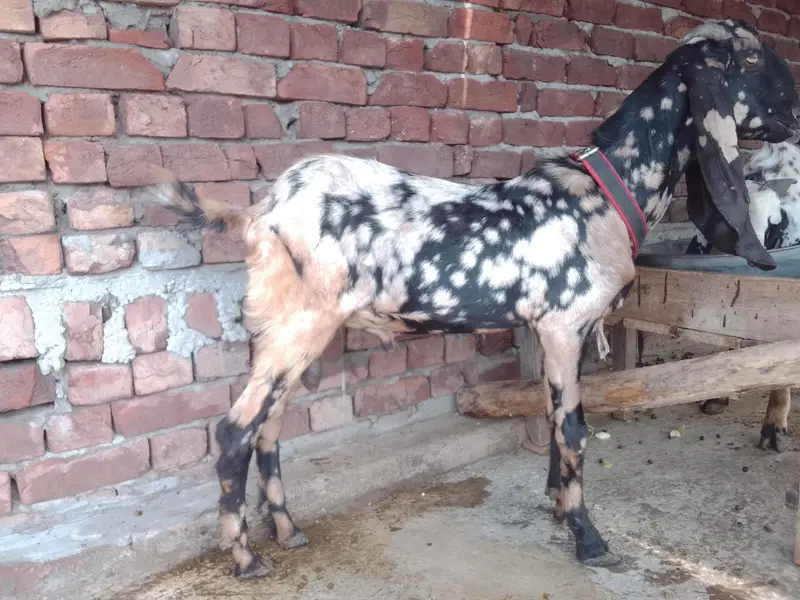 Ghar KY paly huwy dasi. — photo 5