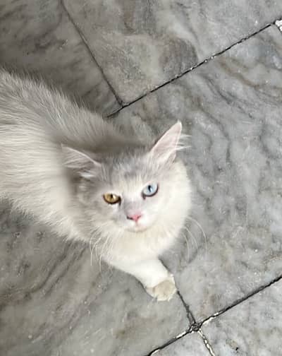 She is lost from Mardan (Sheikh Maltoon Town) Reward 20,000 PKR