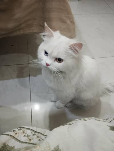 white male cat (neutral), different colours eyes.