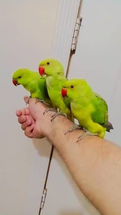 Single 5500 pair 11000 Green parrot handtame  male female available