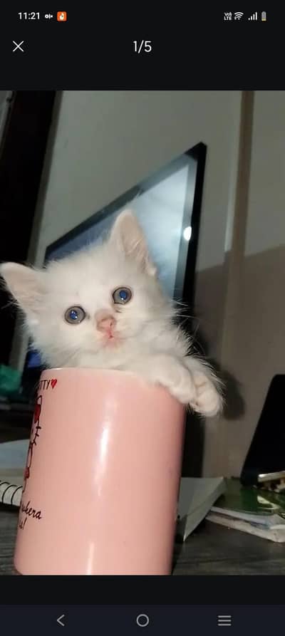 2 persian kittens