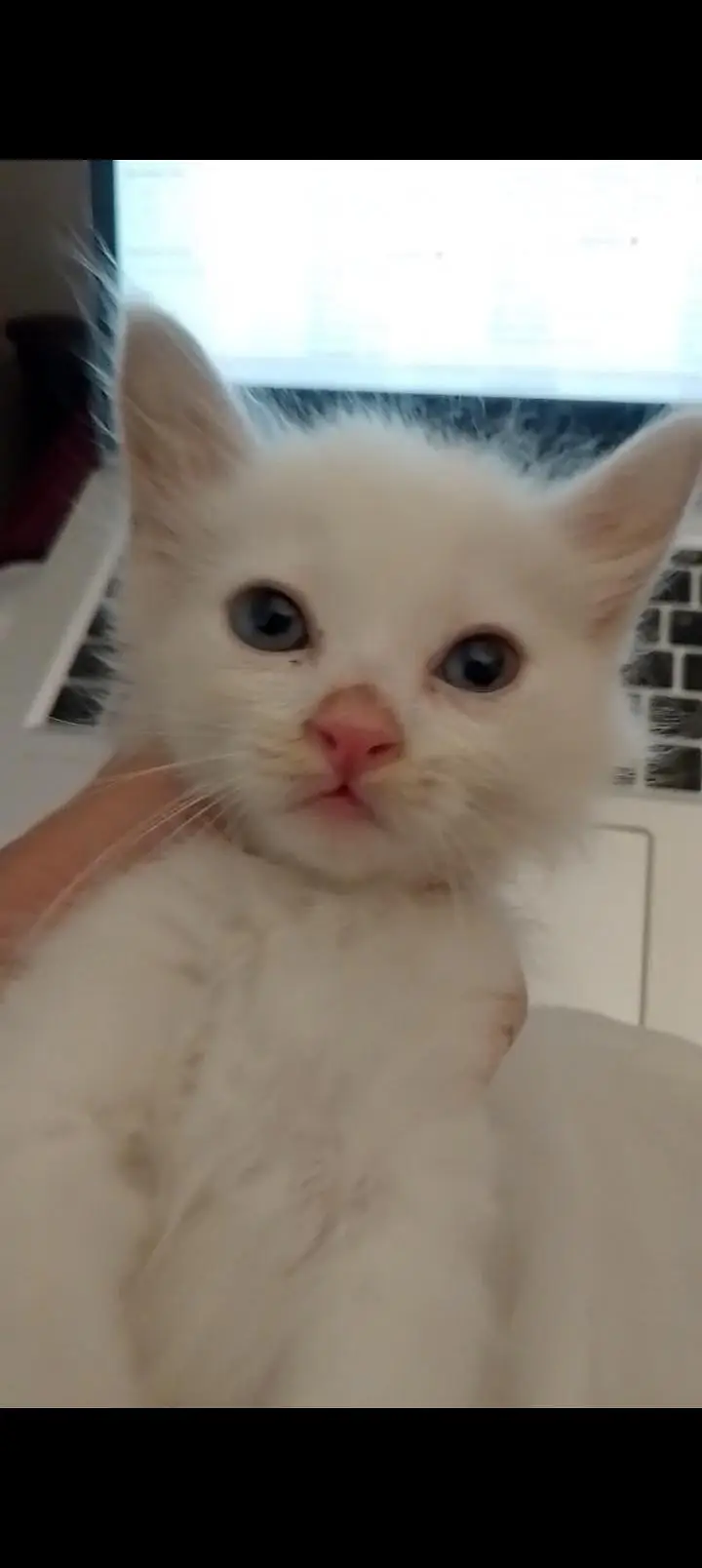 2 persian kittens — photo 2