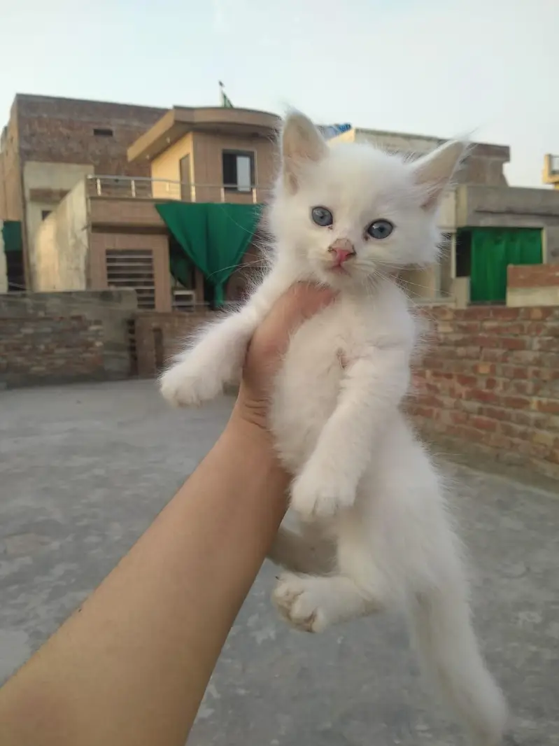 2 persian kittens — photo 3