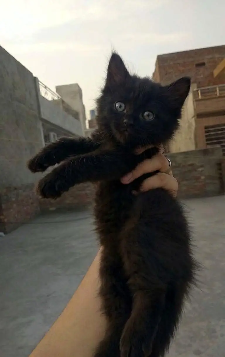 2 persian kittens — photo 4