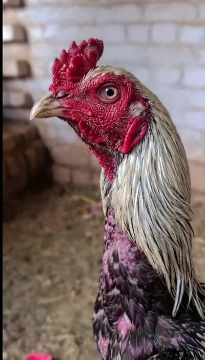 Pure Mianwali Amroha Aseel (Mishka Color) - 1 Year Old - Okara