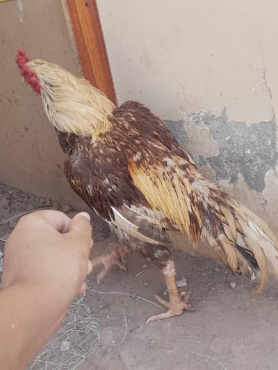 quality bird old bloodline ful ful size ma mashalah long tail aseel