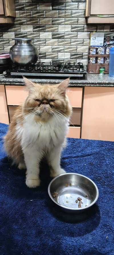 branded Cat Looking for New home