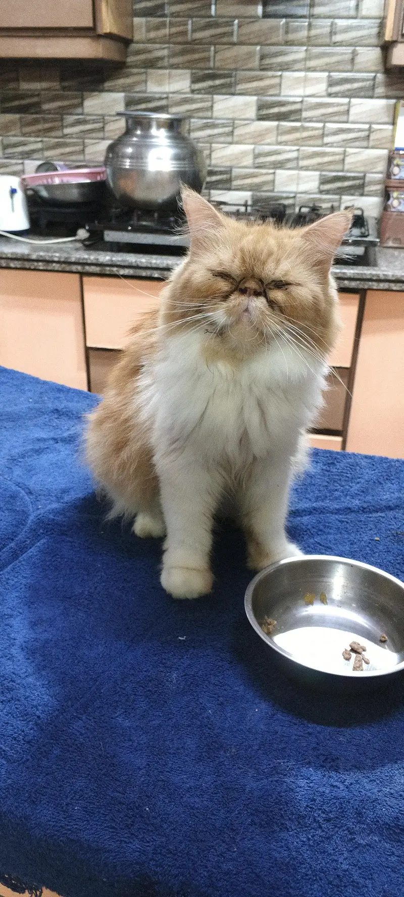branded Cat Looking for New home — photo 2