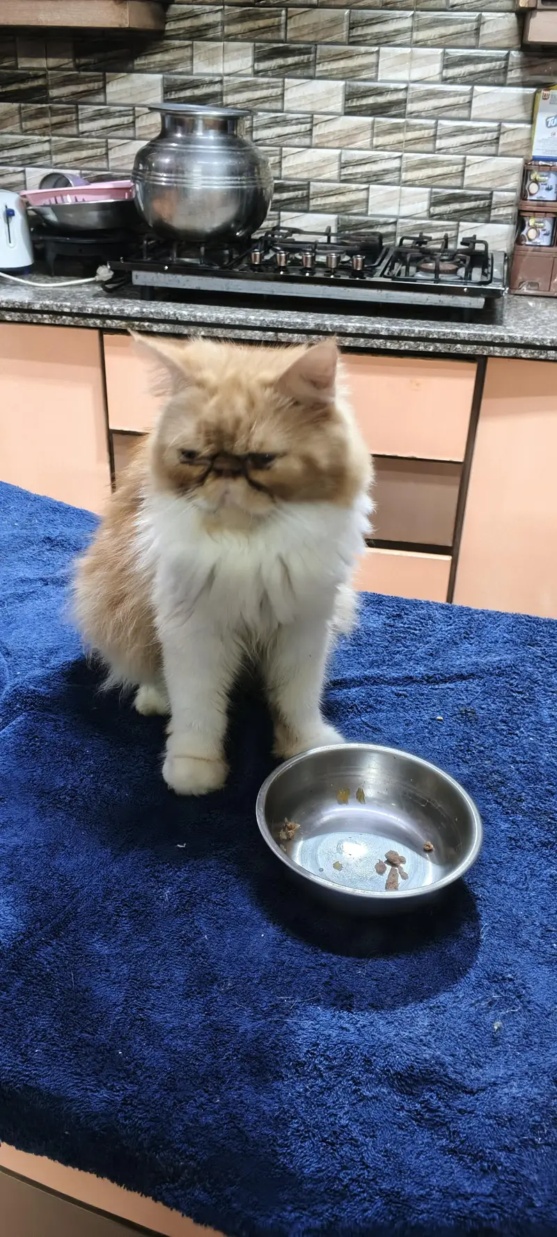 branded Cat Looking for New home — photo 3