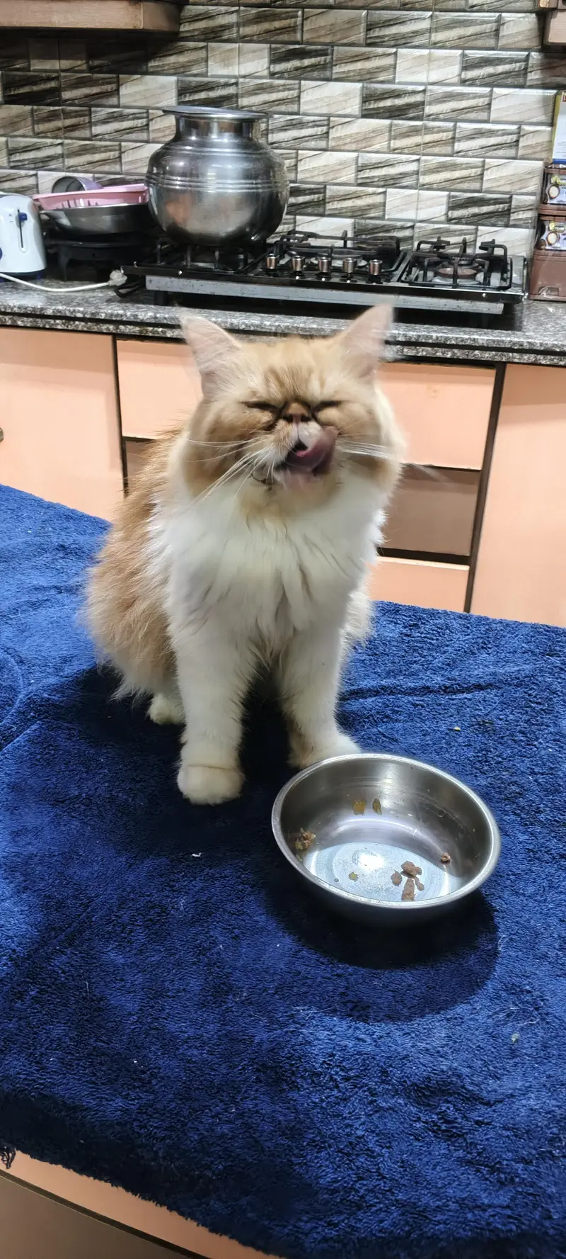 branded Cat Looking for New home — photo 4