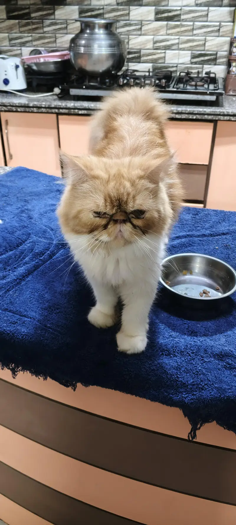 branded Cat Looking for New home — photo 5