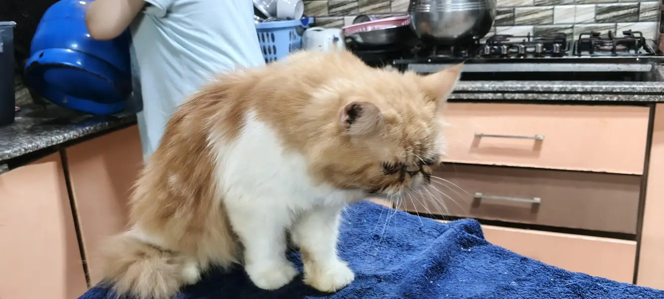branded Cat Looking for New home — photo 6