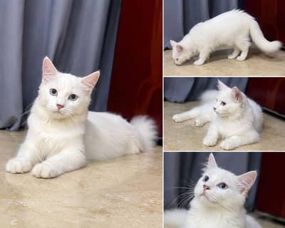 White Long-Hair Cat (Turkish Angora