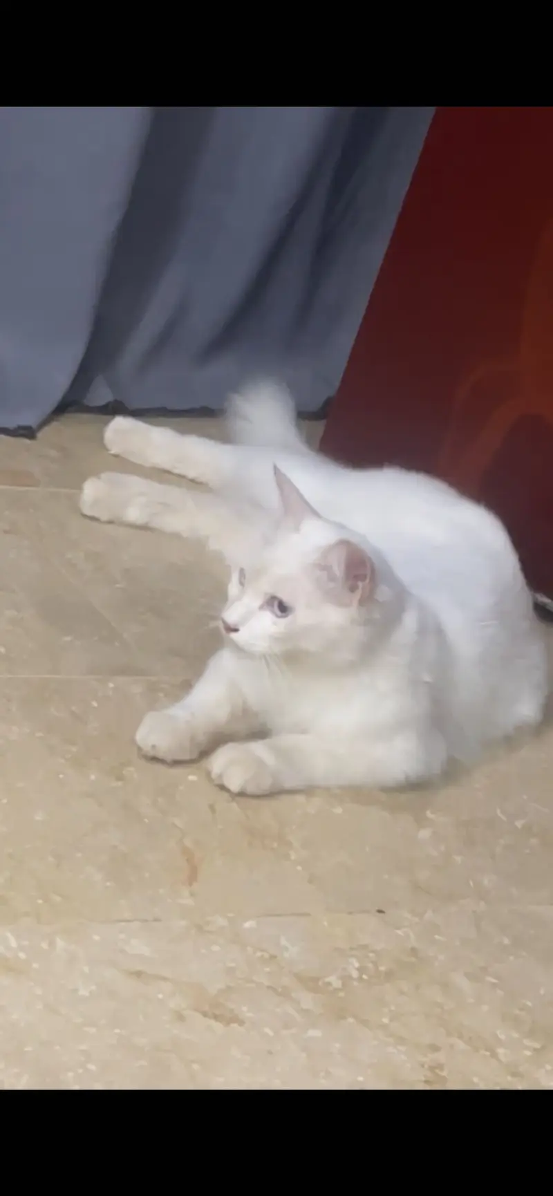 White Long-Hair Cat (Turkish Angora — photo 2