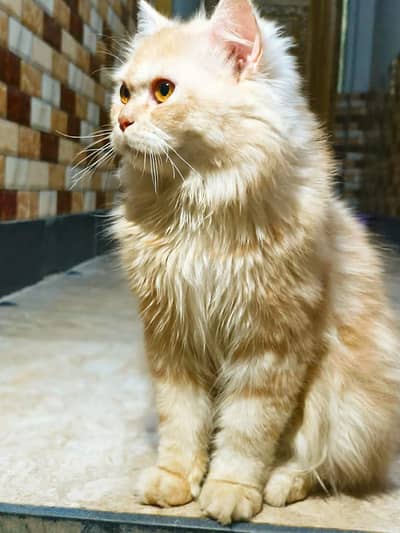 Persian tripal Long Coat with Tiger pattren brown and white