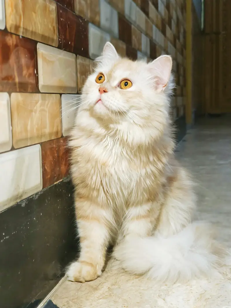 Persian tripal Long Coat with Tiger pattren brown and white — photo 3