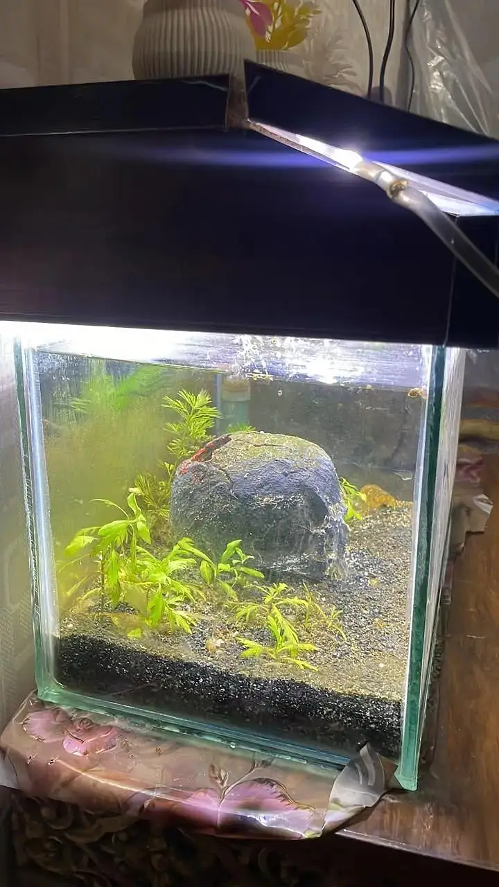 1.5 Ft Glass Aquarium with Sand and filter — photo 4