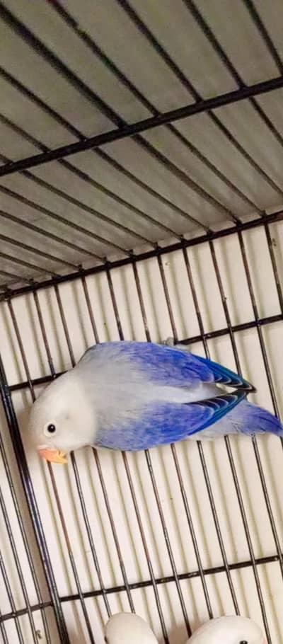 exhibition love bird Rainbow Hogo