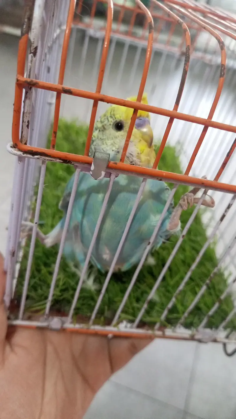 exhibition love bird Rainbow Hogo — photo 2