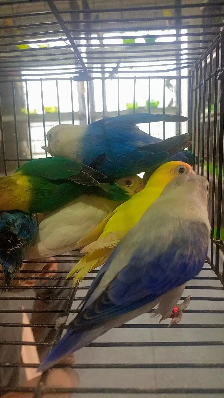 exhibition love bird Rainbow Hogo — photo 3