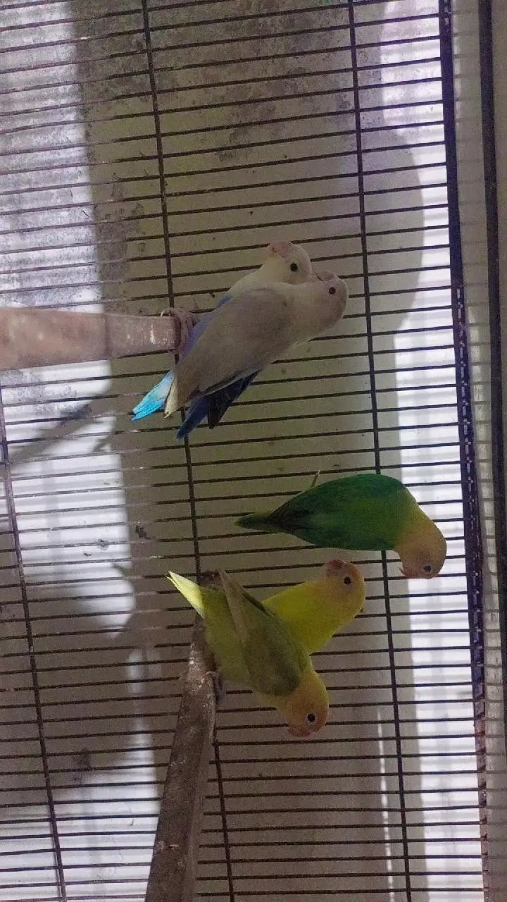 exhibition love bird Rainbow Hogo — photo 4