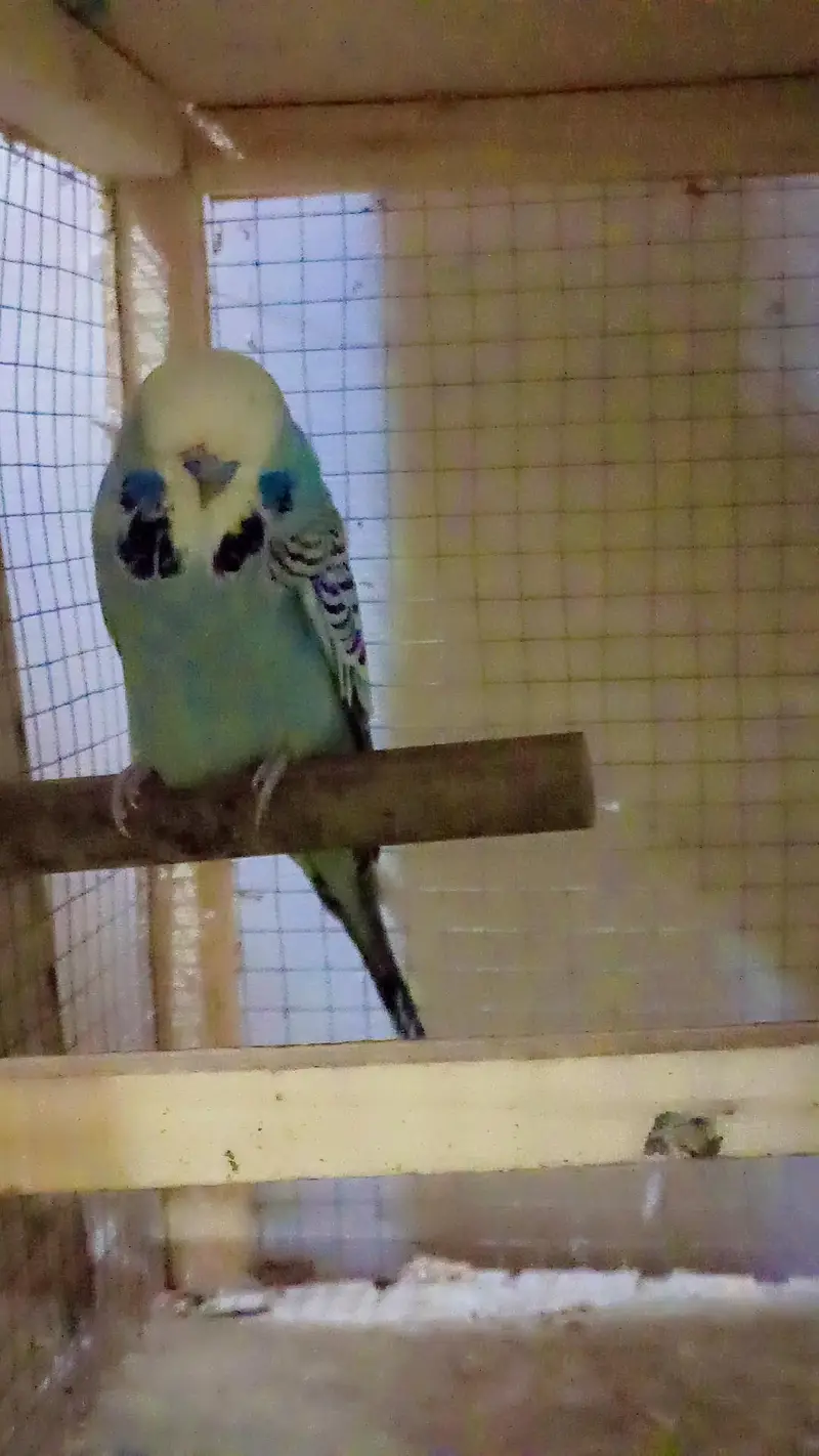 exhibition love bird Rainbow Hogo — photo 5