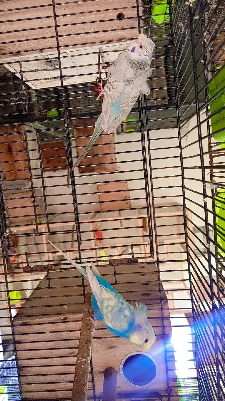 exhibition love bird Rainbow Hogo — photo 7