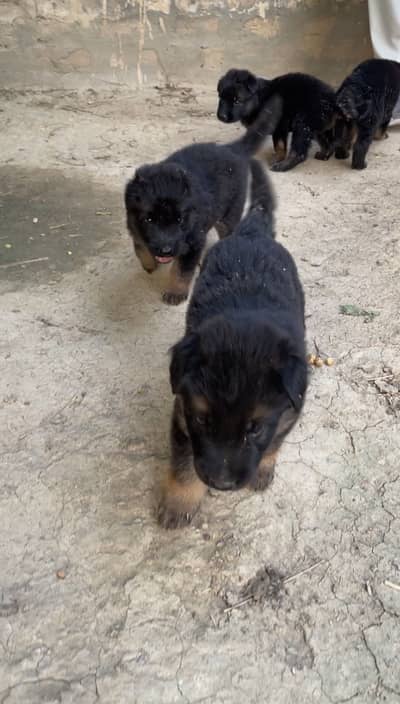 German shepherd long coat puppies