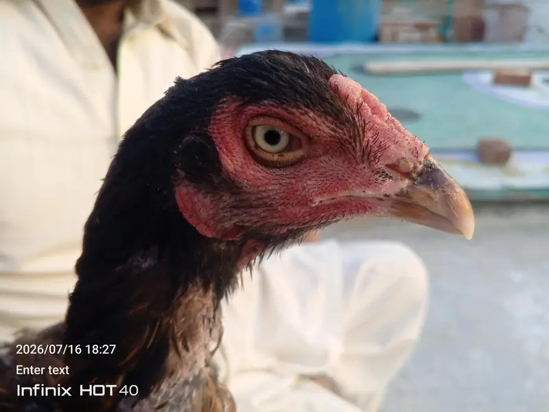 burmi madi for sale 5500 — photo 2