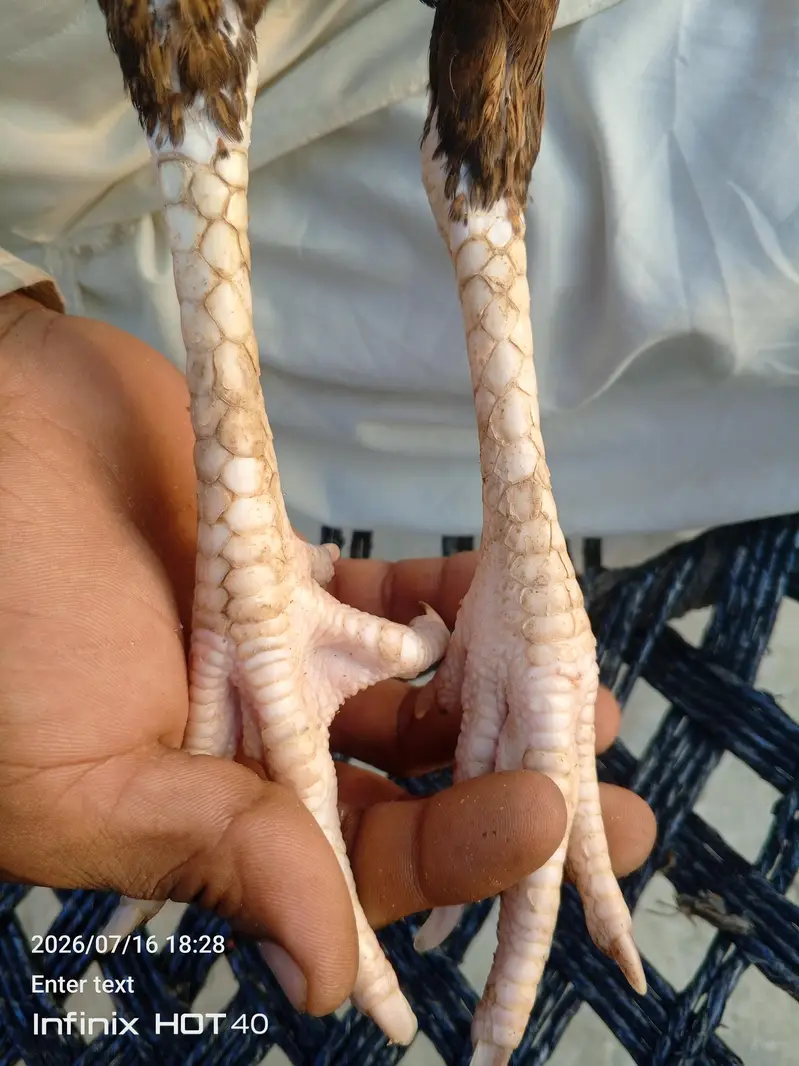 burmi madi for sale 5500 — photo 3