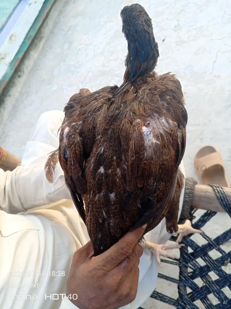 burmi madi for sale 5500 — photo 4