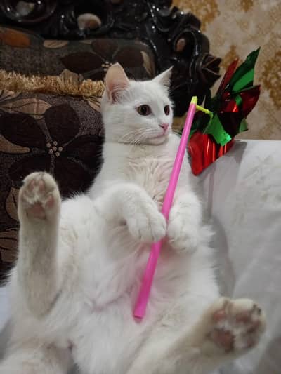 Persian cat single coat.