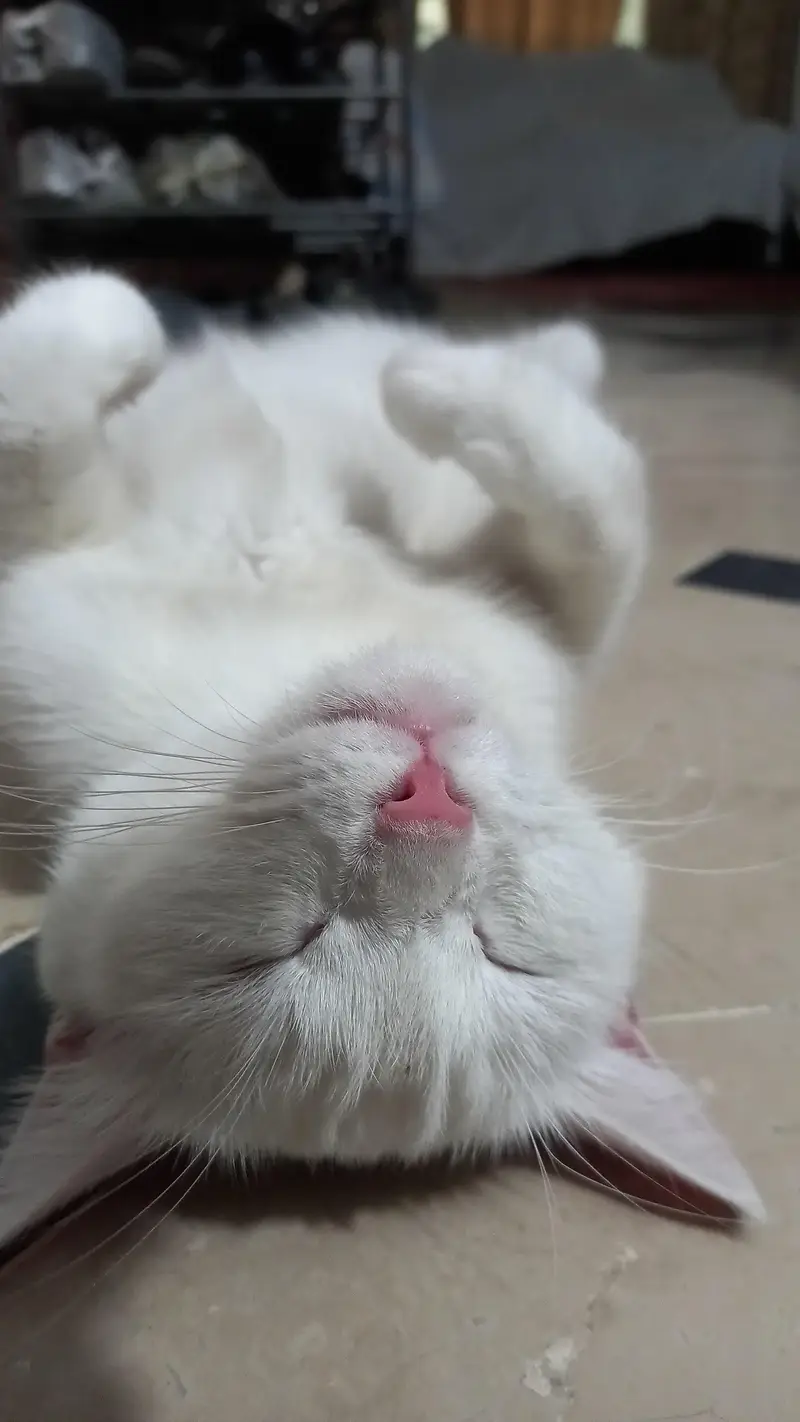 Persian cat single coat. — photo 2
