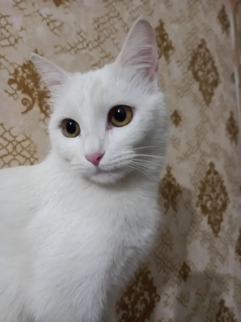 Persian cat single coat. — photo 3