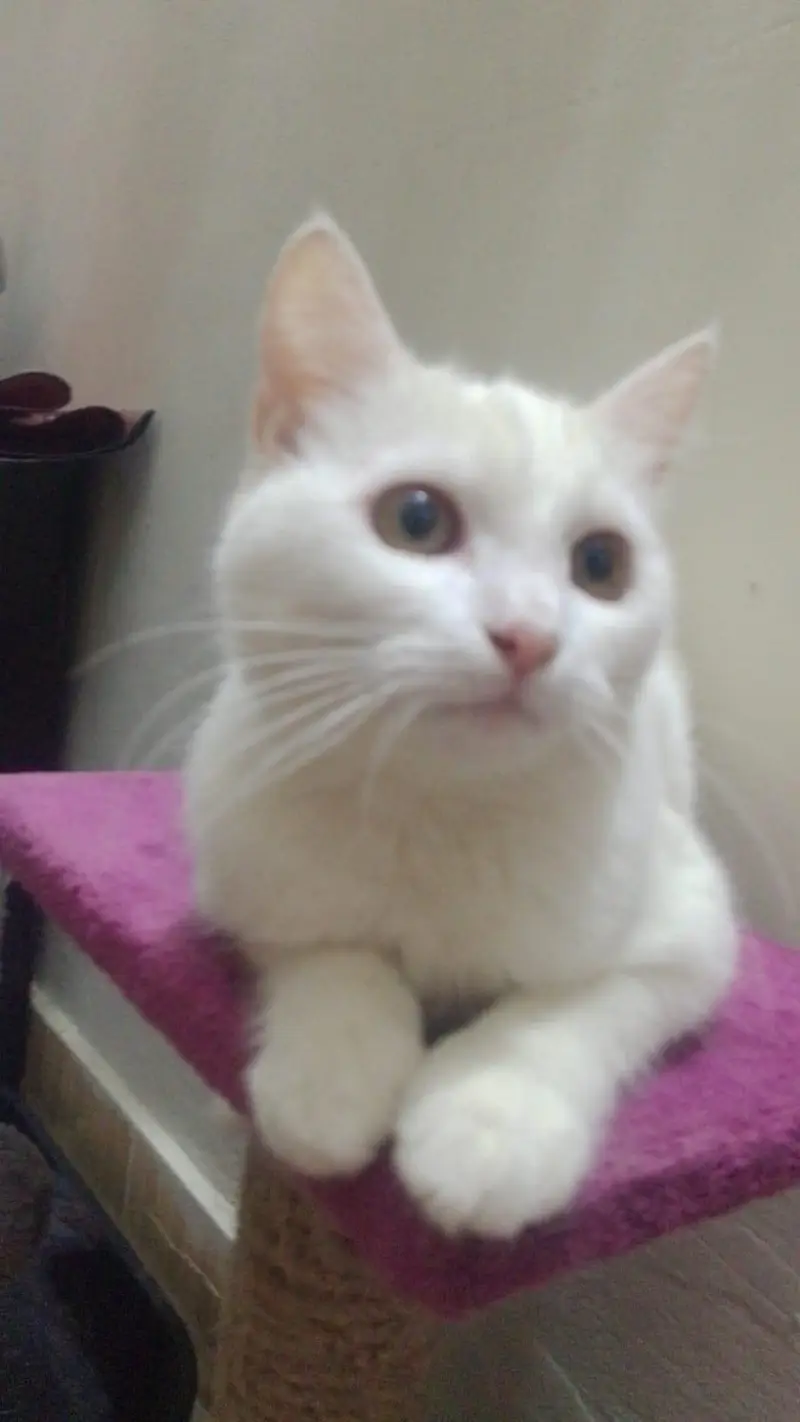 Persian cat single coat. — photo 5