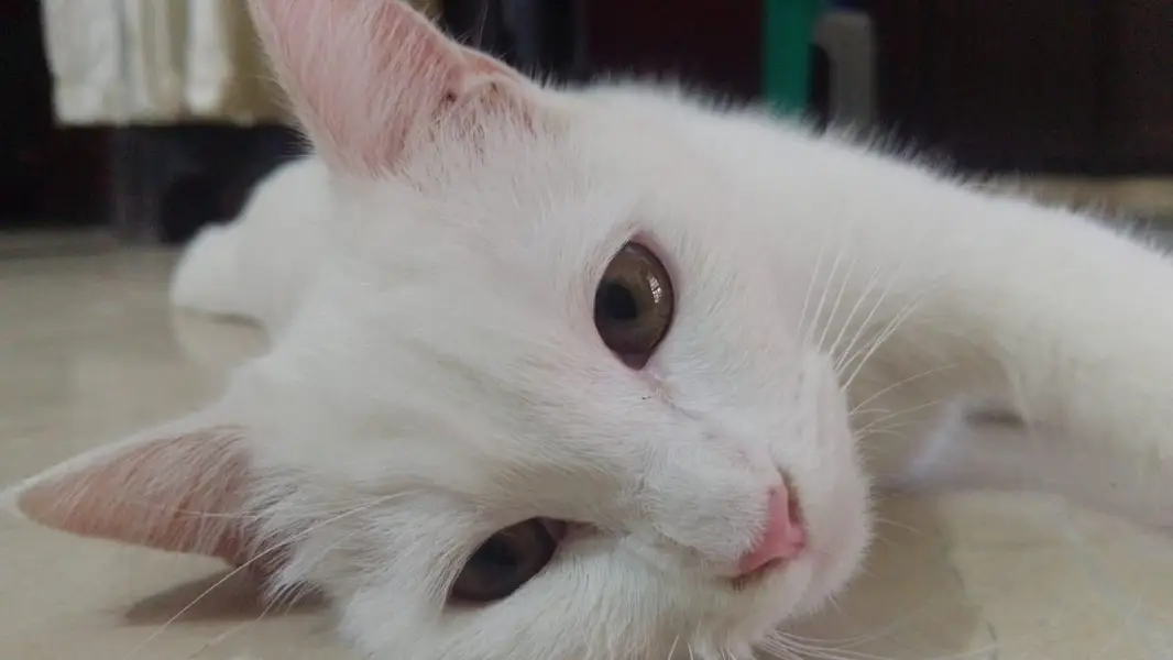 Persian cat single coat. — photo 6