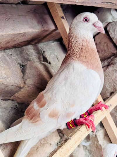 ZubairhashmitaunasSharif