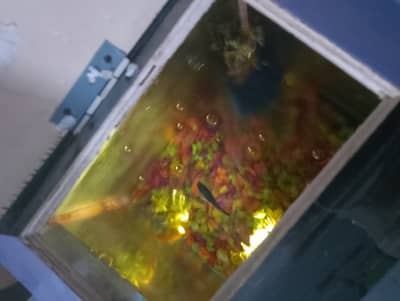 Fish tank