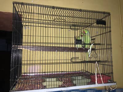 Parrots