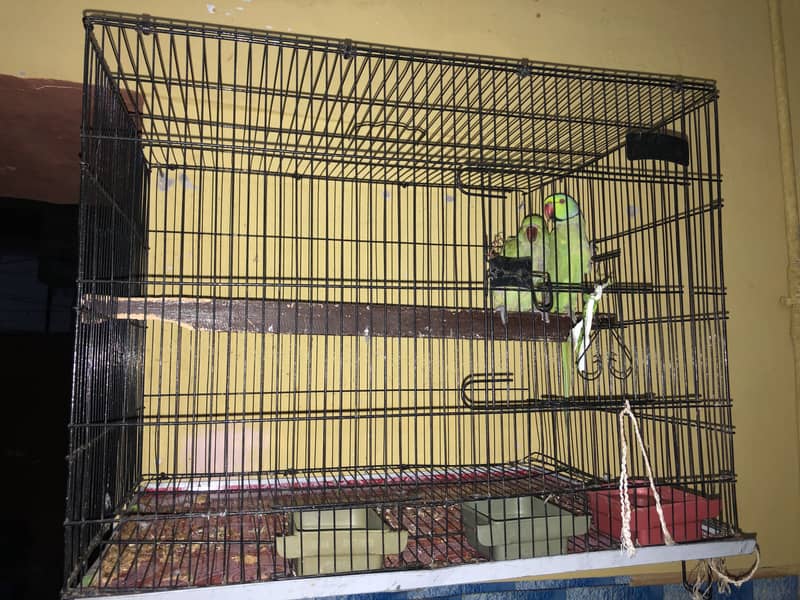 Parrots 0