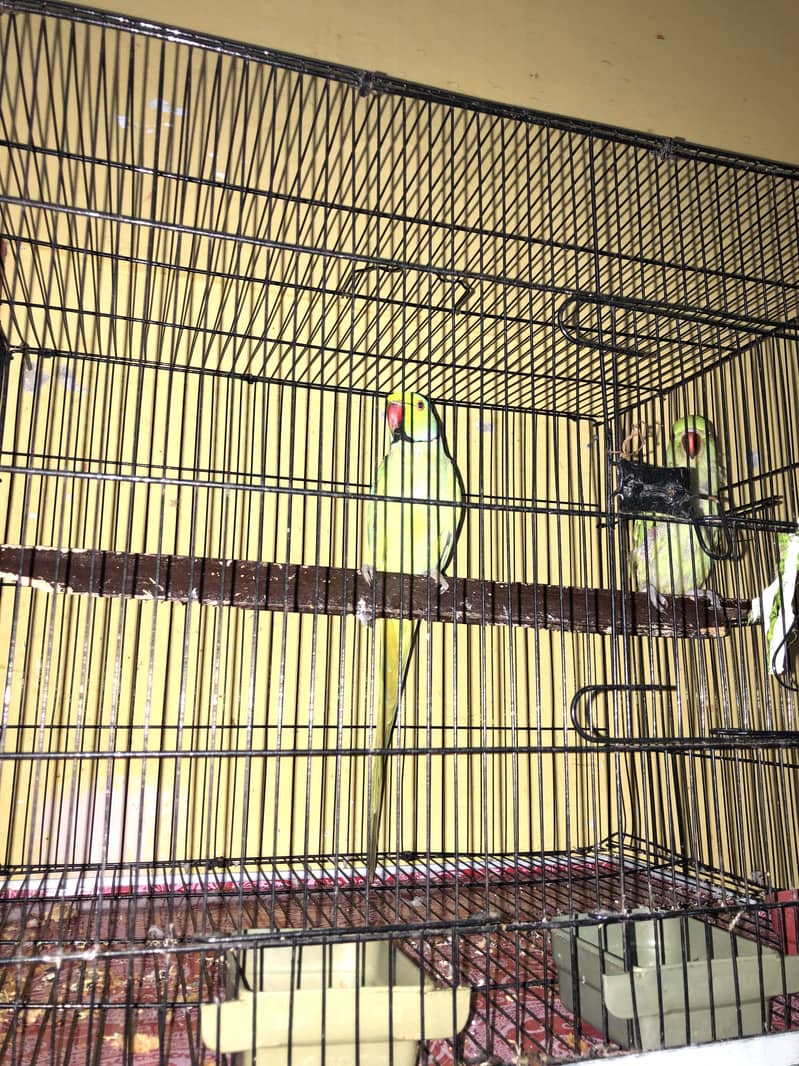 Parrots 1