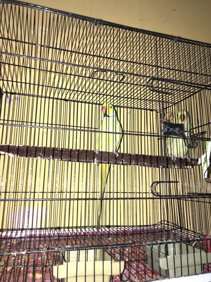 Parrots — photo 2