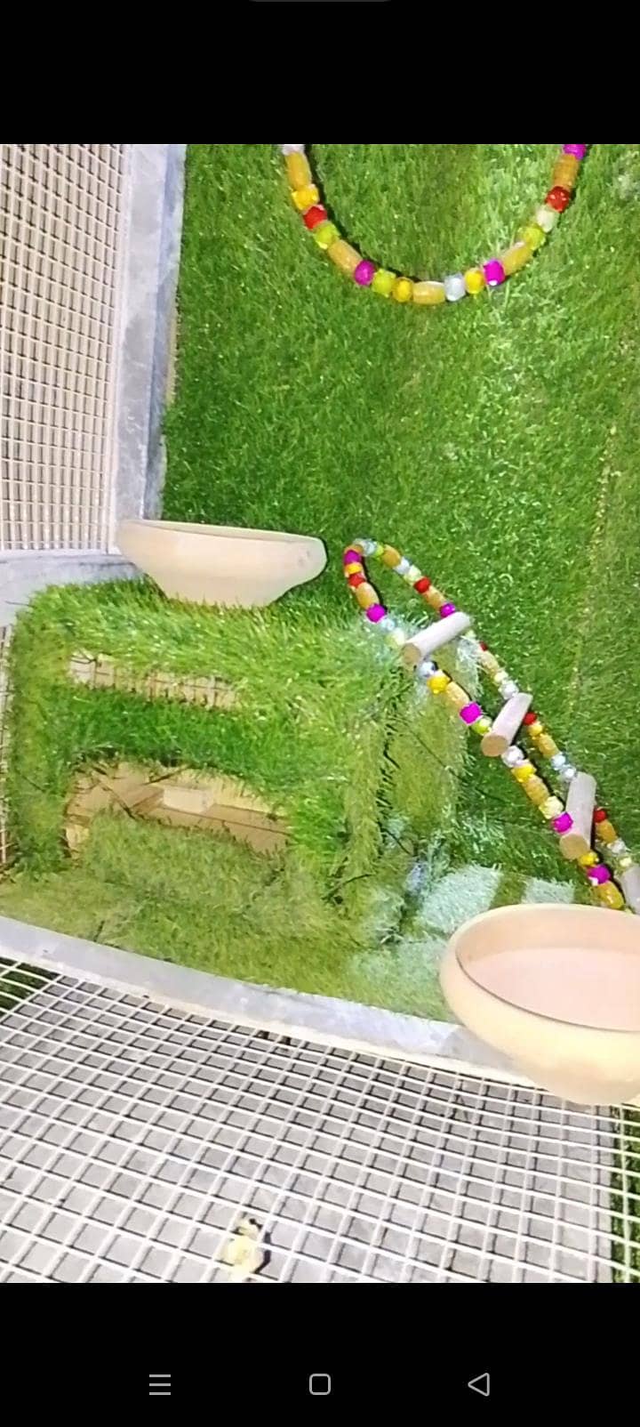 birds 0