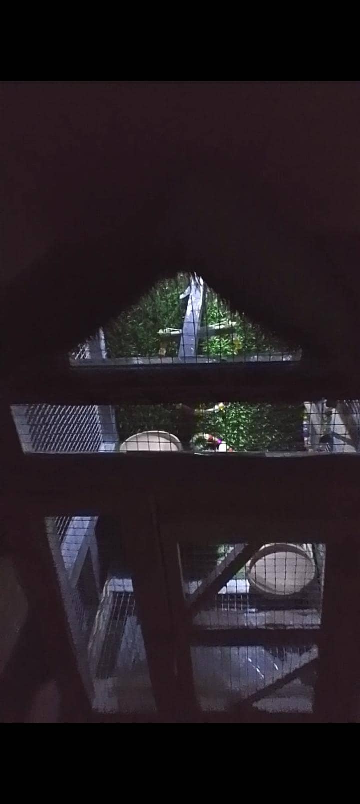 birds 3