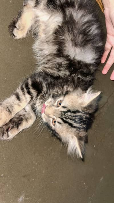 Persian triple coat