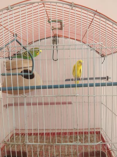 austrailia breading pair with new cage