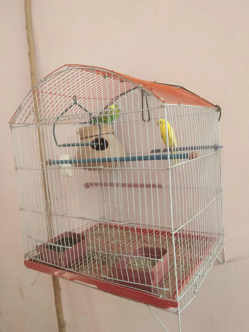 austrailia breading pair with new cage — photo 2